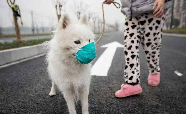 Iyo SASR-Cov-2 inopararira kumhuka dzinovaraidza here?